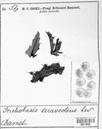 Puccinia punctiformis image